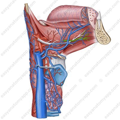 Подъязычная артерия (a. sublingualis)